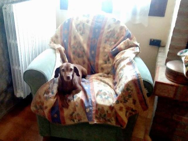 Fulvia ha trovato casa!